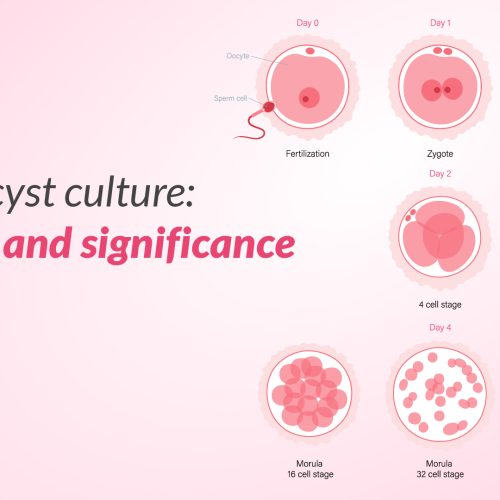 Blastocyst20Culture20Stages20and20Significance20in20IVF1