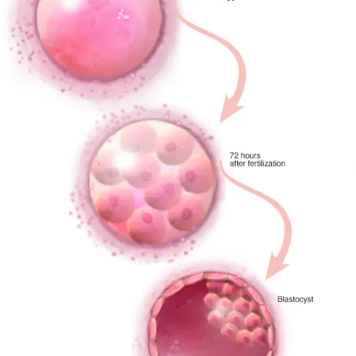 my01648_im04680_mcdc7_in_vitro_culture1